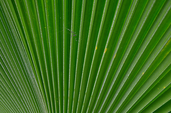 Pl_Palm_1