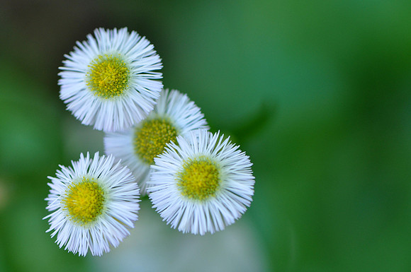 Pl_Daisy_8