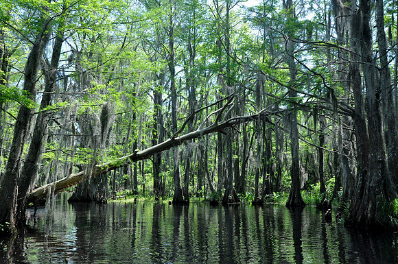 L_Swamp_24