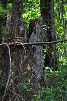 L_Swamp_14