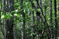 L_Swamp_6