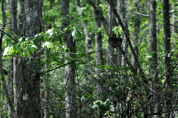 L_Swamp_6