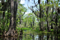 L_Swamp_20