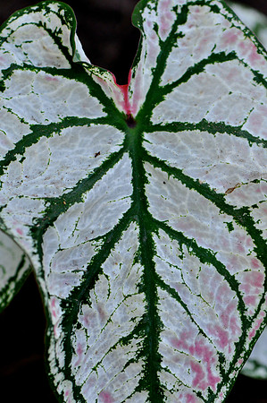 Pl_Leaf_16