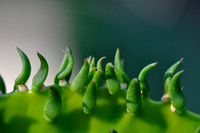Pl_Cactus_6