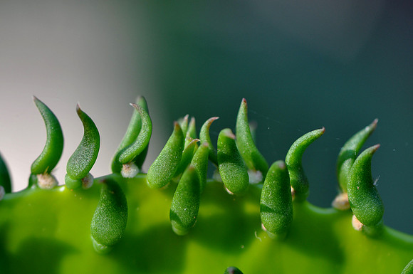 Pl_Cactus_6