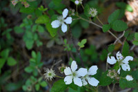 Blackberries