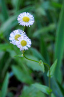 Pl_Daisy_7