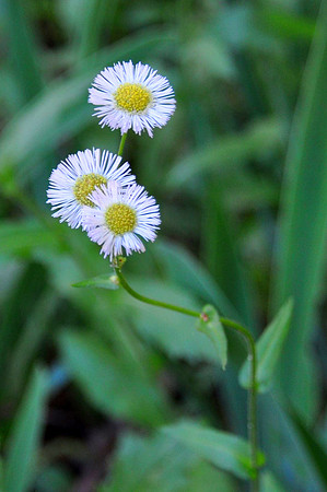 Pl_Daisy_7