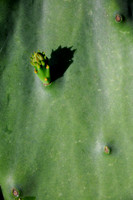 Pl_Cactus_3