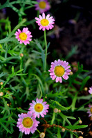 Pl_Pink Daisy_2