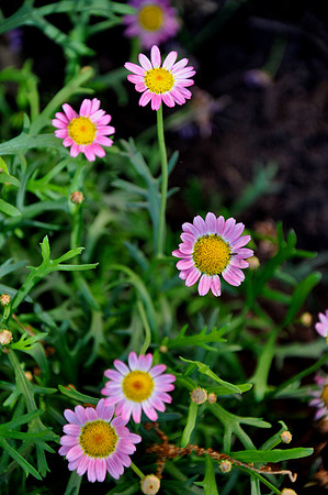 Pl_Pink Daisy_2