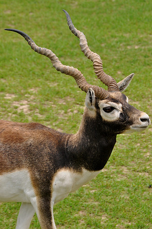 A_Deer_4