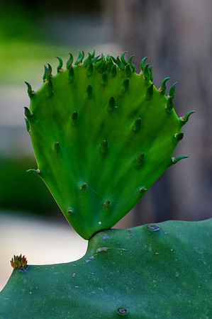 Pl_Cactus_10
