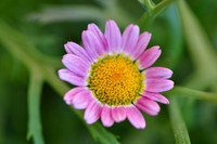 Pl_Pink Daisy_4