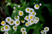 Pl_Daisy_2