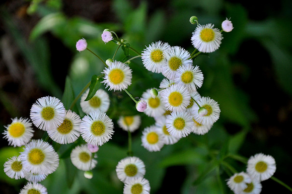 Pl_Daisy_2