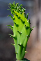 Pl_Cactus_2