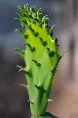 Pl_Cactus_2