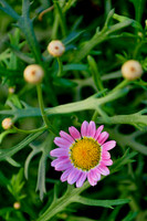 Pl_Pink Daisy_3