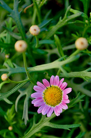 Pl_Pink Daisy_3
