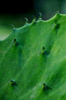 Pl_Cactus_8