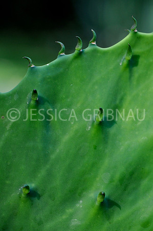 Pl_Cactus_8