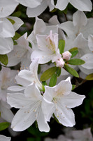 Pl_Lilly_3