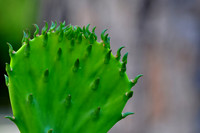 Pl_Cactus_9