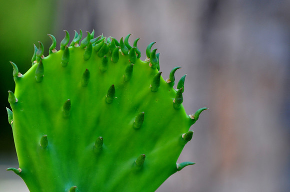 Pl_Cactus_9