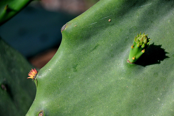 Pl_Cactus_4