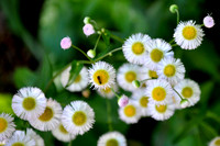 Pl_Daisy_1