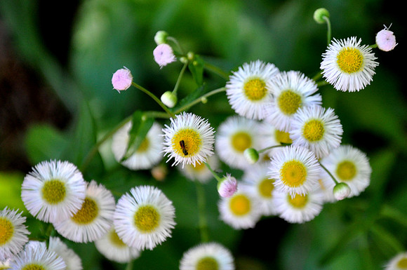 Pl_Daisy_1