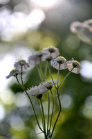 Pl_Daisy_4