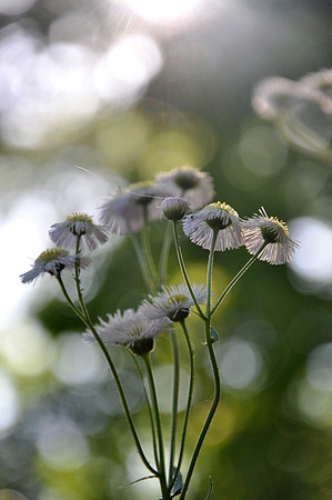 Pl_Daisy_4