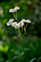 Pl_Daisy_3