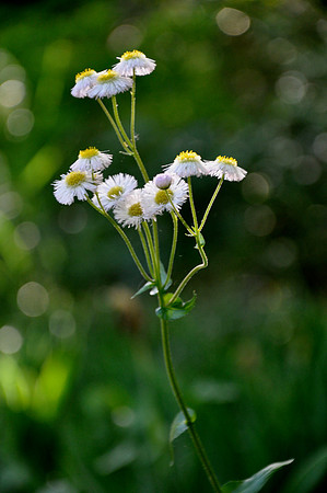 Pl_Daisy_3