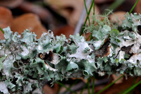 Pl_Moss_2