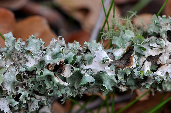 Pl_Moss_2