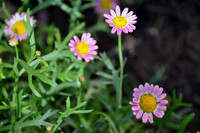 Pl_Pink Daisy_1