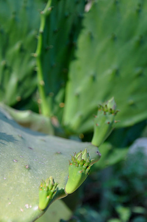 Pl_Cactus_1