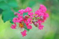 Crape Myrtle
