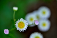 Pl_Daisy_9