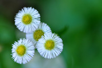 Pl_Daisy_8