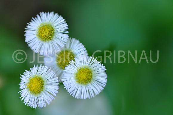 Pl_Daisy_8