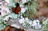 Pl_Moss_4