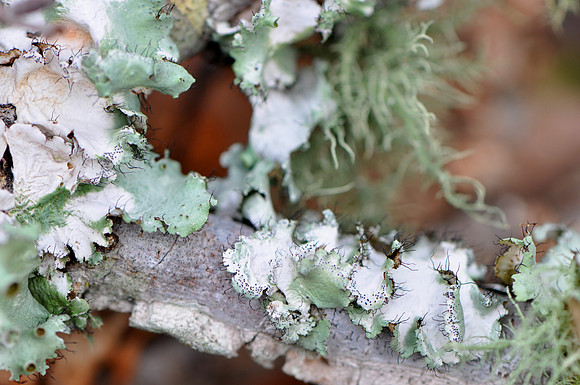 Pl_Moss_4
