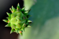 Pl_Cactus_11