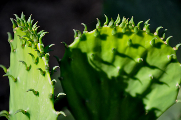 Pl_Cactus_5