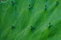 Pl_Cactus_7